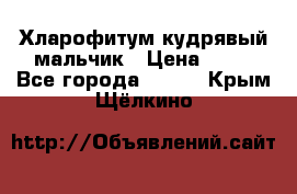 Хларофитум кудрявый мальчик › Цена ­ 30 - Все города  »    . Крым,Щёлкино